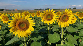 տȫ