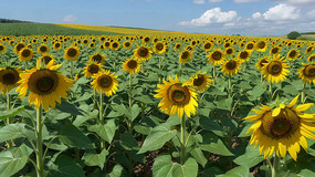 տȫ