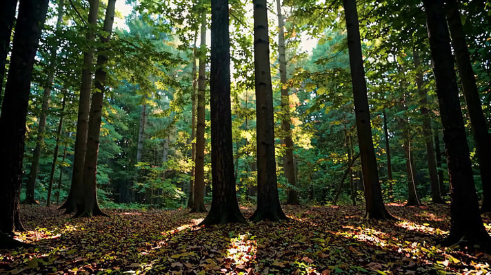 阳光照射下的茂密森林 阳光照射下的茂密森林