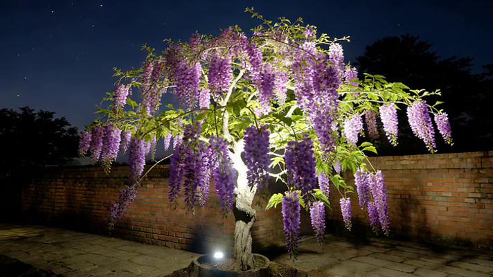夜晚紫藤花特写 夜晚紫藤花特写