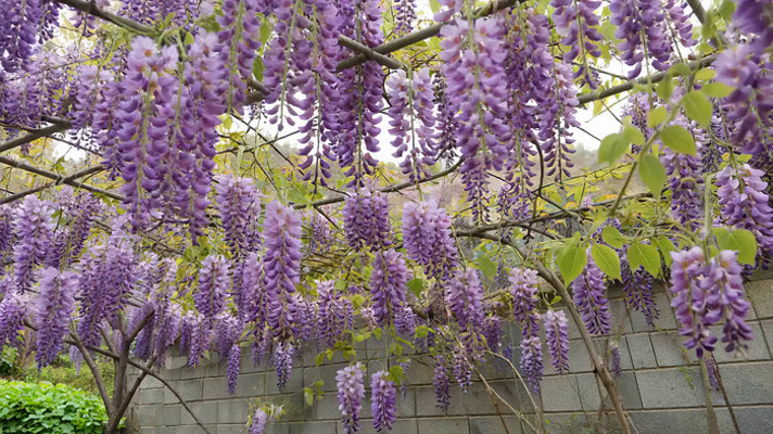 紫藤花垂挂景象 紫藤花垂挂景象