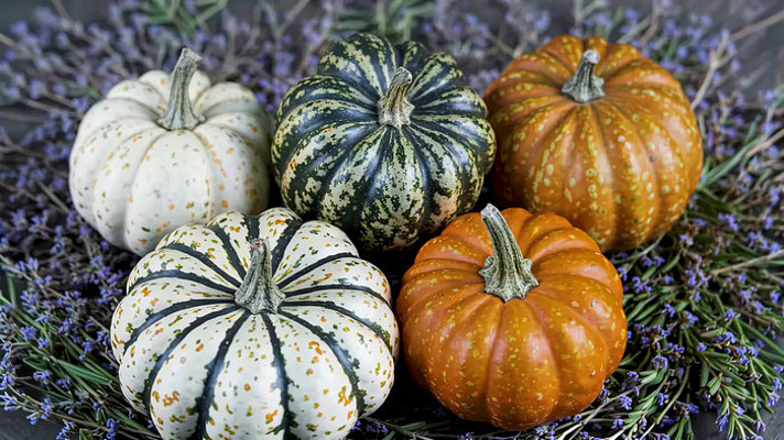 多彩小南瓜静物素材