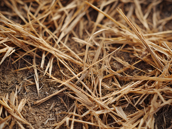 ���ή�Ŀ�Ҷ�羰��ԭ���ͼƬ