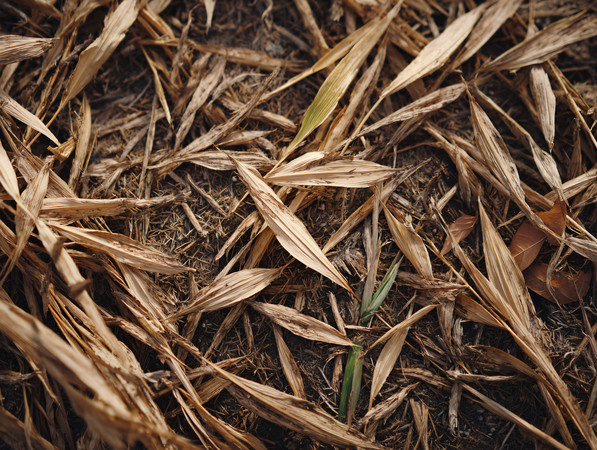 ���ή�Ŀ�Ҷ�羰��ԭ���ͼƬ