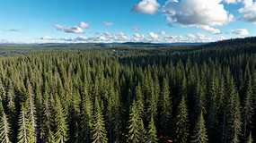 ���ï��ɭ����Ȼ���