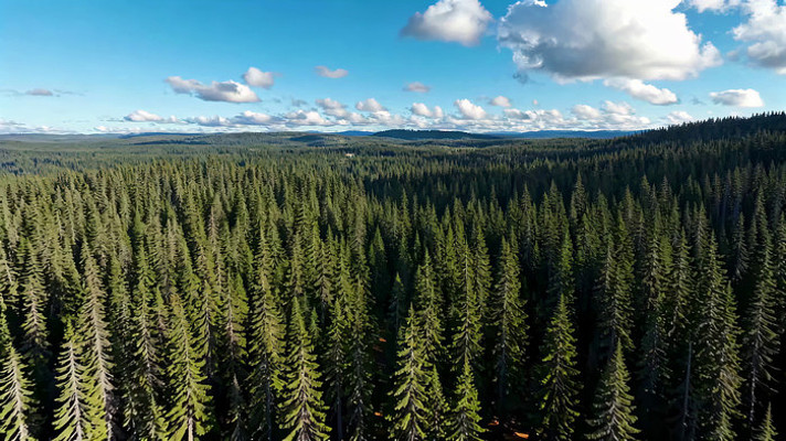 ���ï��ɭ����Ȼ���