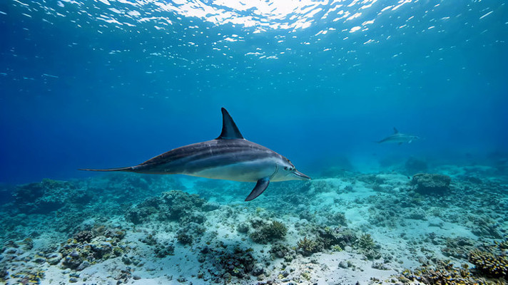 海底鲨鱼游动素材
