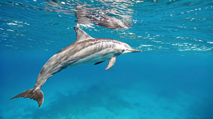 海豚海底游动画面