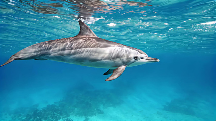 海豚于海底畅游画面