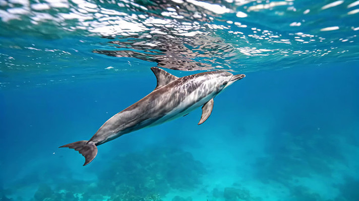 海豚于海底畅游画面