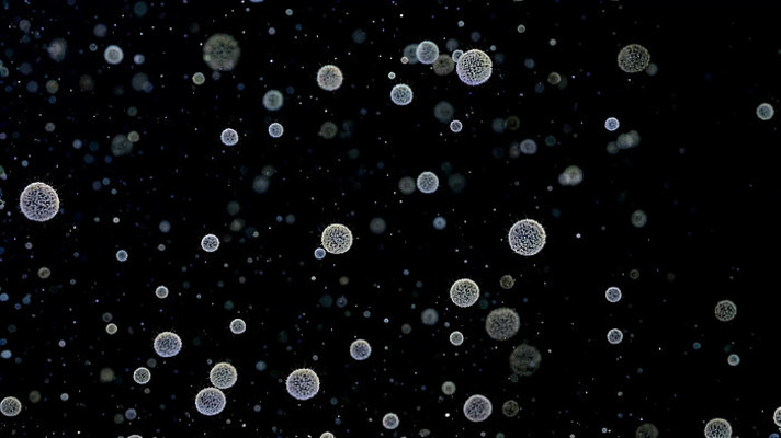 黑色背景悬浮颗粒素材