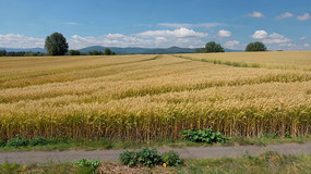 Ȼȫ