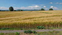 Ȼȫ