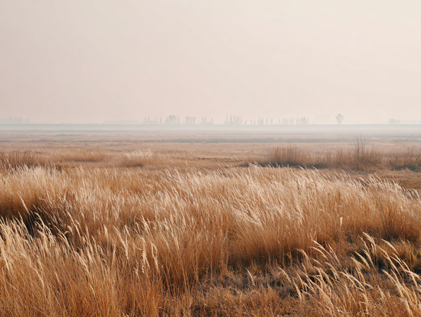 枯萎的芦苇风景草原风光图片 枯萎的芦苇风景草原风光图片