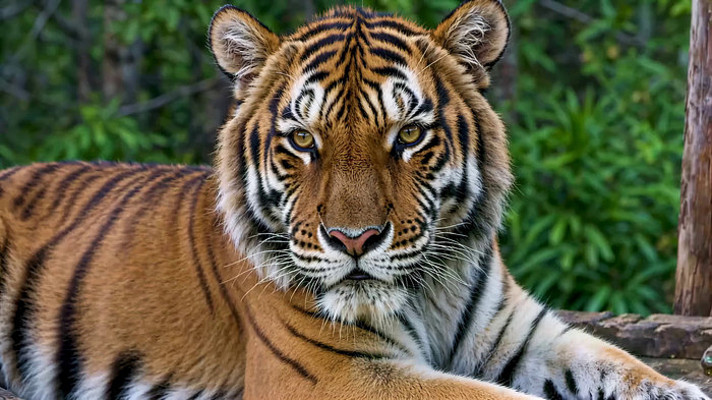 老虎特写素材 老虎特写素材