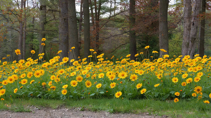 林间黄色花朵自然景观 林间黄色花朵自然景观