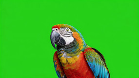 Ļǰɫд