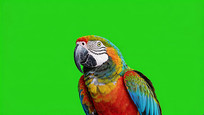 Ļǰɫд