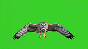Ļǰչèͷӥ