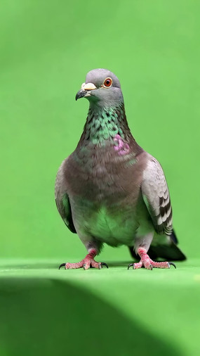 Ļǰվĸ