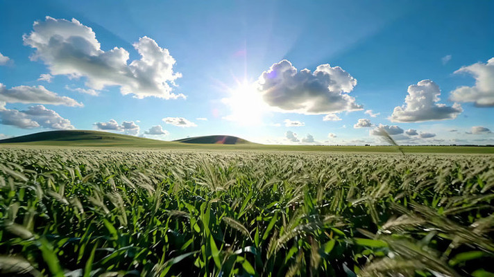 麦田自然风光全景 麦田自然风光全景