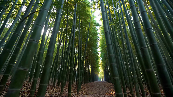 茂密竹林林间小道景象 茂密竹林林间小道景象