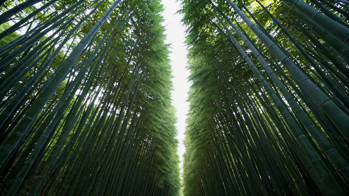 茂密竹林自然风光素材 茂密竹林自然风光素材