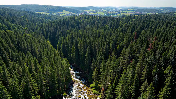 森林河流鸟瞰全景 森林河流鸟瞰全景