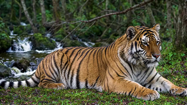 森林中休憩的老虎 森林中休憩的老虎