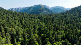 ɽ�ּ�ï��ɭ��ȫ��