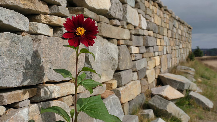 石墙旁绽放的红色花朵