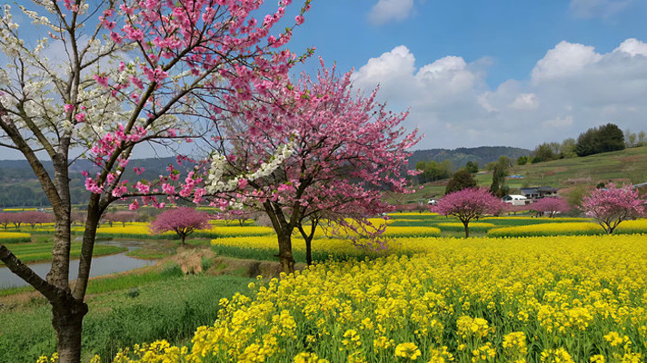 田野中盛开的桃花与油菜花