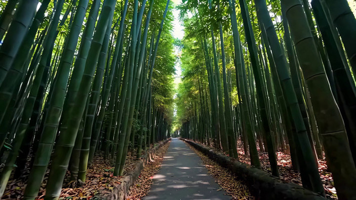 竹林间的林荫小道 竹林间的林荫小道