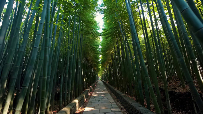 竹林间石板路风景 竹林间石板路风景
