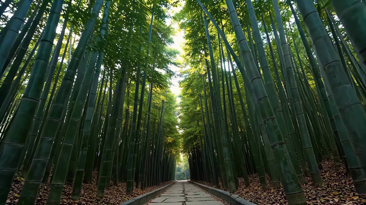 竹林间小道自然风光素材 竹林间小道自然风光素材