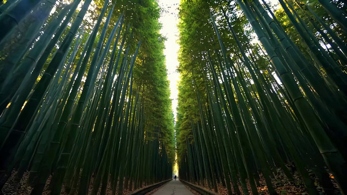 竹林中的林间小道 竹林中的林间小道