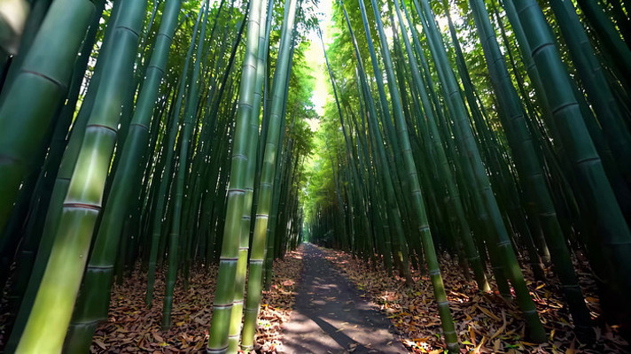 竹林中林荫小道风景 竹林中林荫小道风景
