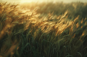 �ƻ������µ�С��