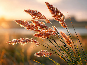 �ƻ�������«έ