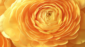 ��ɫ�Ļ�����д