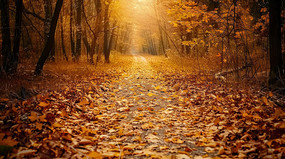 ��ɫ�����µ�ɭ�־�ɫ