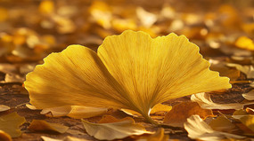 ڵϵĽɫҶ