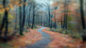 ����ɭ��С·