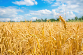 �������Ľ�Ƶ�С��