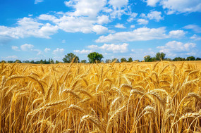 �������Ľ�Ƶ�С��