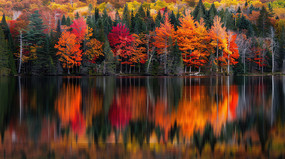 ����ĺ����ɭ����ľ�ĵ�Ӱ