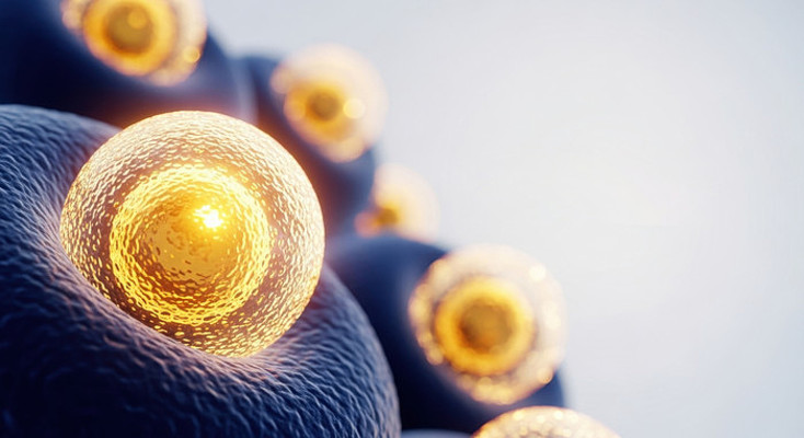 生物细胞研究 生物细胞研究