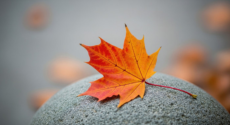 石头上的枫叶 石头上的枫叶