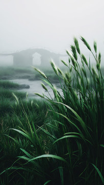 ϵɫֲﾰ