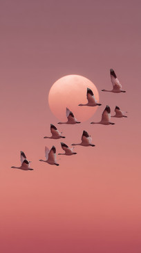 Ϧ·Ⱥɻ